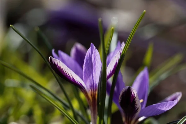 Flower Crocus Minimus Endemic Species Corsica Sardinia — Stock Photo, Image