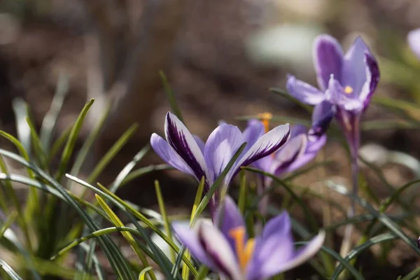Квіти Мінімуму Крока Ендемічного Виду Корсики Сардинії — стокове фото