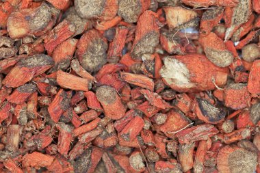 Kırmızı adaçayı kökleri, Salvia Miltiorrhiza, Çin 'de yetişen bir tıbbi bitki.. 