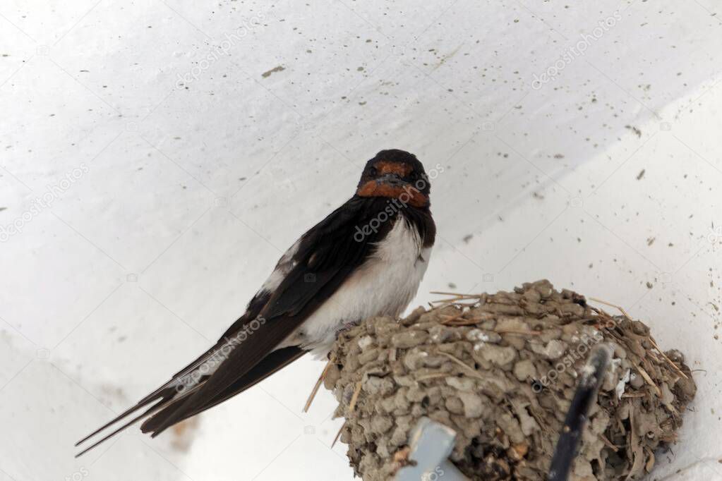 A barn swallow, Hirundo rustica, on the nest.