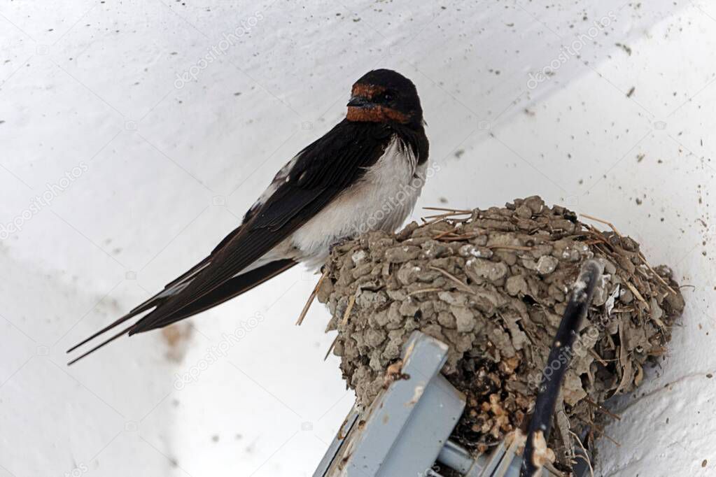 A barn swallow, Hirundo rustica, on the nest.