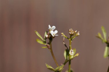 Kıllı bir tereyağı bitkisinin çiçeği, Cardamine hirsuta.