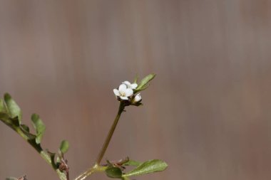 Kıllı bir tereyağı bitkisinin çiçeği, Cardamine hirsuta.