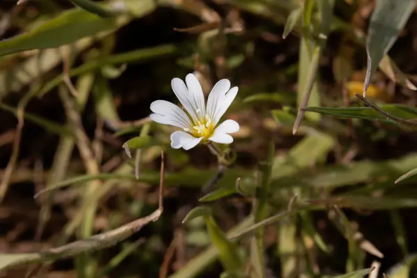 Blume Einer Feldmaus Ohr Pflanze Cerastium Arvense — Stockfoto