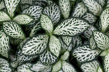 Sinir bitkisinin yaprakları, Fittonia Albivenis. 
