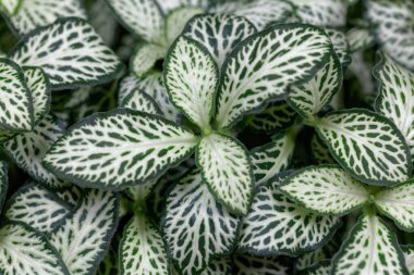 Sinir bitkisinin yaprakları, Fittonia Albivenis. 