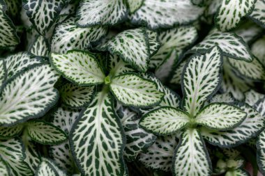 Sinir bitkisinin yaprakları, Fittonia Albivenis. 