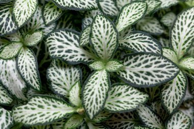 Sinir bitkisinin yaprakları, Fittonia Albivenis. 