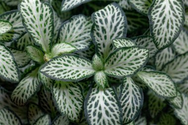 Sinir bitkisinin yaprakları, Fittonia Albivenis. 