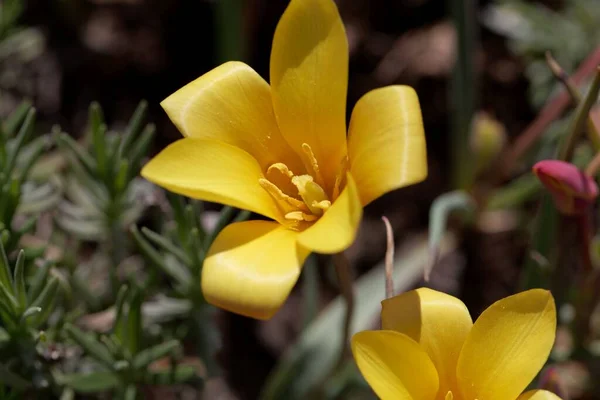 Flor Uma Lady Tulip Tulipa Clusiana Var Chrysantha Uma Espécie — Fotografia de Stock