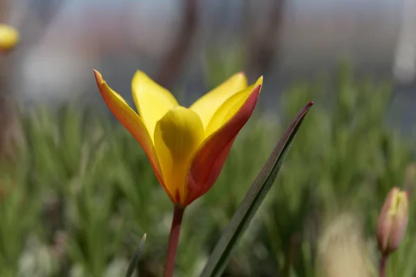 Квітка Леді Тюльпан Tulipa Clusiana Var Chrysantha Вид Азії — стокове фото