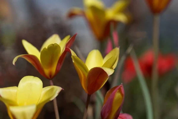 Flower of a Lady Tulip, Tulipa clusiana var chrysantha, a species from Asia.