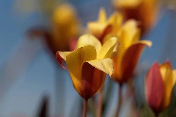 Flower of a Lady Tulip, Tulipa clusiana var chrysantha, a species from Asia.