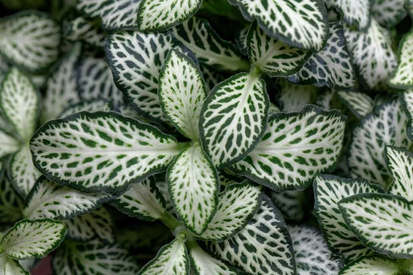 Bladeren Van Een Zenuwplant Fittonia Albivenis — Stockfoto