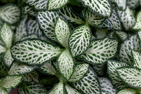 Folhas Uma Planta Nervo Fittonia Albivenis — Fotografia de Stock