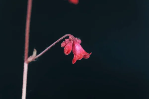 Макро Фото Выпускника Кораллового Колокольчика Heuchera Sanguinea Черным Фоном — стоковое фото