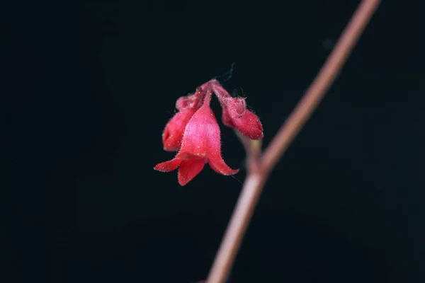 Makro Zdjęcie Rośliny Glinu Lub Dzwonu Koralowego Heuchera Sanguinea Czarnym — Zdjęcie stockowe