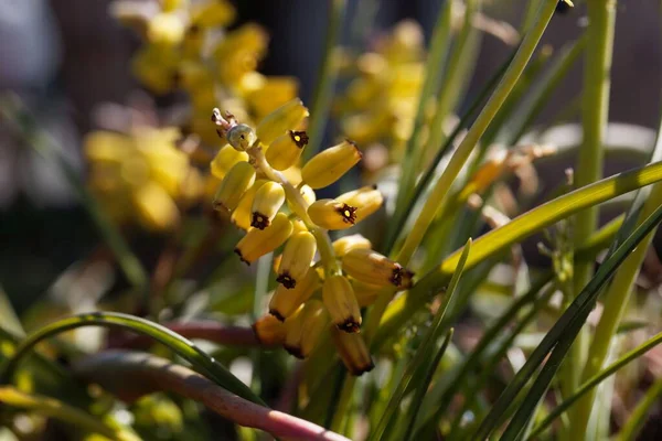 Flor Jacinto Uva Amarelo Muscari Macrocarpum — Fotografia de Stock