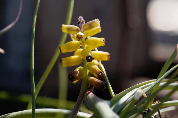 黄色いブドウのヒヤシンスの花 ムスカリ マクロカルシウム — ストック写真