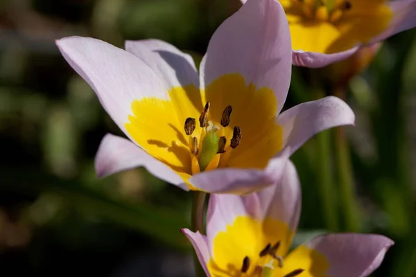 Blüte Der Tulpe Tulipa Saxatilis Einer Art Aus Griechenland Und — Stockfoto