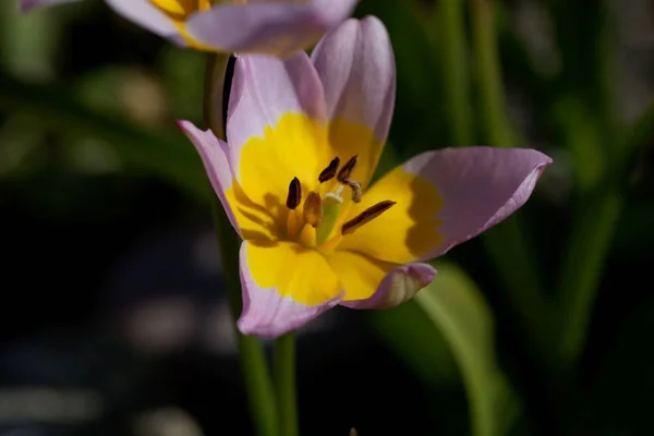 Flower Tulip Tulipa Saxatilis Species Greek Turkey — Stock Photo, Image