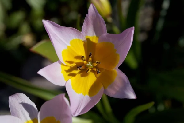 Blüte Der Tulpe Tulipa Saxatilis Einer Art Aus Griechenland Und — Stockfoto