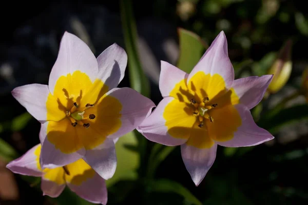 Blüte Der Tulpe Tulipa Saxatilis Einer Art Aus Griechenland Und — Stockfoto