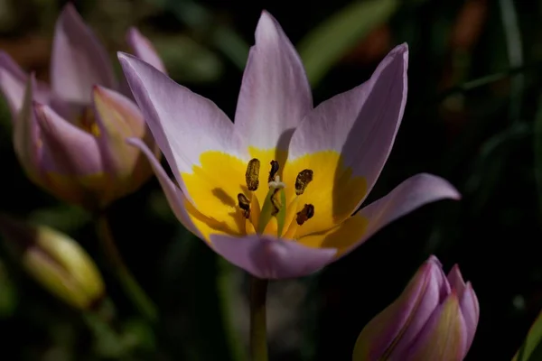 Flower Tulip Tulipa Saxatilis Species Greek Turkey — Stock Photo, Image