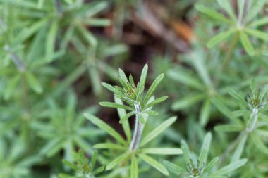 Ortak bir satır bitkisinin yaprakları, Galium aparine
