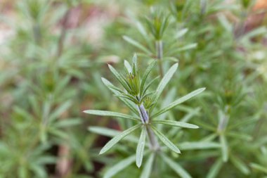Ortak bir satır bitkisinin yaprakları, Galium aparine