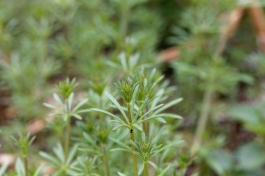 Ortak bir satır bitkisinin yaprakları, Galium aparine
