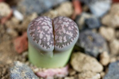 Canlı taş Lithops Salicola, Güney Afrika 'dan, bölge C86