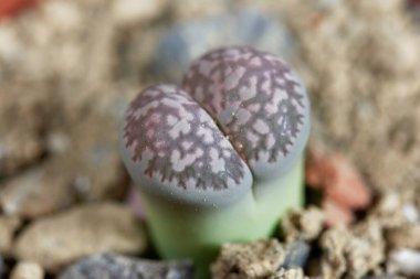 Canlı taş Lithops Salicola, Güney Afrika 'dan, bölge C86