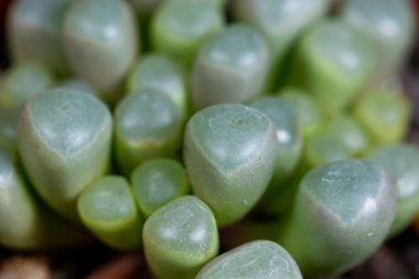 Pencere bitkisi Fenestraria rhopalophylla sssp aurantiaca, Güney Afrika 'dan