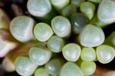 Pencere bitkisi Fenestraria rhopalophylla sssp aurantiaca, Güney Afrika 'dan