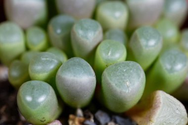 Pencere bitkisi Fenestraria rhopalophylla sssp aurantiaca, Güney Afrika 'dan