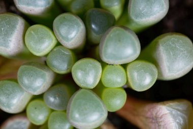 Pencere bitkisi Fenestraria rhopalophylla sssp aurantiaca, Güney Afrika 'dan