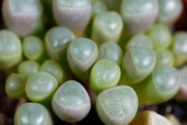 Pencere bitkisi Fenestraria rhopalophylla sssp aurantiaca, Güney Afrika 'dan
