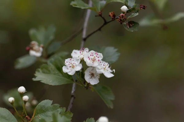 Blüten Eines Weißdornbaums Crataegus Laevigata — Stockfoto