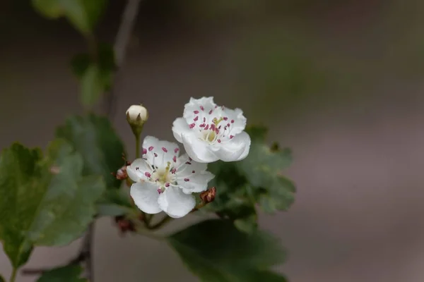 Λουλούδια Ενός Δέντρου Hawthorn Midland Crataegus Laevigata — Φωτογραφία Αρχείου