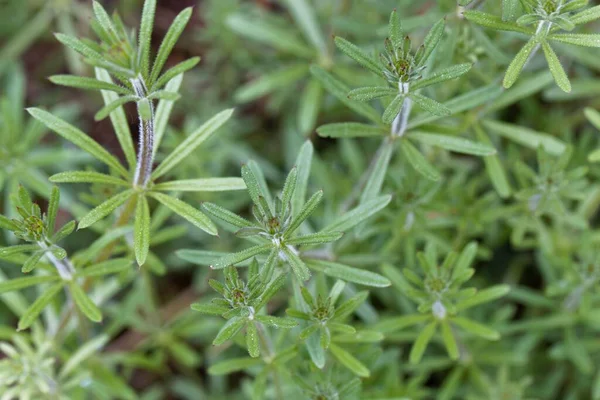 Φύλλα Ενός Κοινού Φυτού Σχιστών Galium Aparine — Φωτογραφία Αρχείου