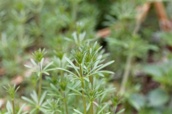 Hojas Una Planta Esquiladora Común Galium Aparine —  Fotos de Stock