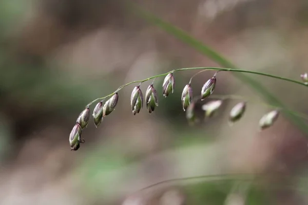 Цветы Травы Melica Picta Европы — стоковое фото