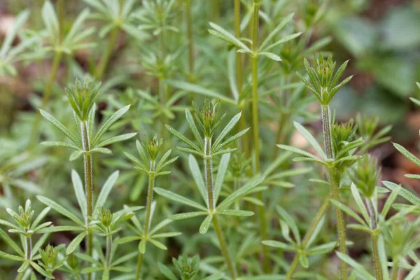 Hojas Una Planta Esquiladora Común Galium Aparine —  Fotos de Stock