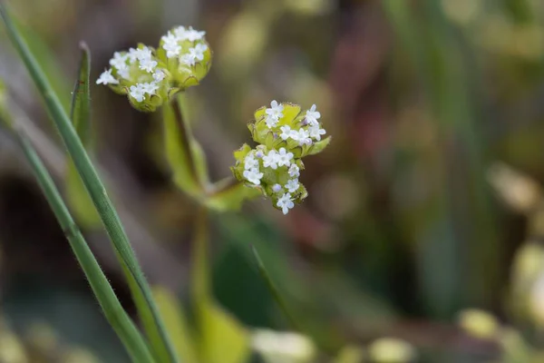 Flowers Wild Grown Corn Salad Valerianella Locusta — Stock Photo, Image