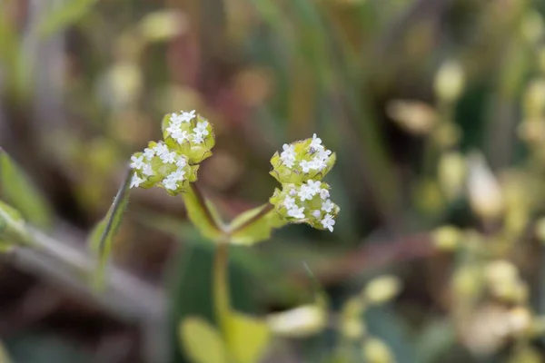 Kwiaty Dzikiej Uprawianej Sałatki Kukurydzianej Valerianella Locusta — Zdjęcie stockowe