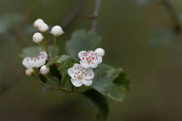 Flores Espino Mediano Crataegus Laevigata — Foto de Stock