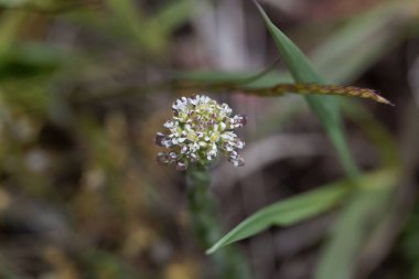 Bir tarla pepperwort çiçeğinin makro fotoğrafı, Lepidium kampı.. 
