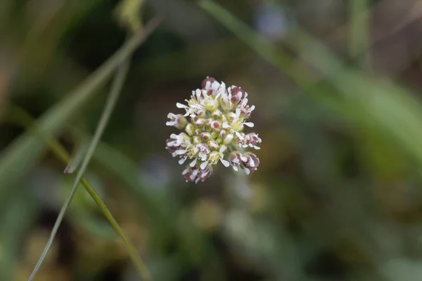 Makro Zdjęcie Pieprznika Polnego Lepidium Campestre — Zdjęcie stockowe