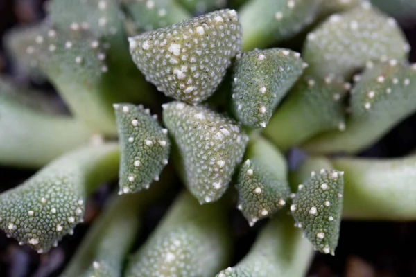 Blätter Der Sukkulenten Eispflanze Aloinopsis Luckhoffii — Stockfoto